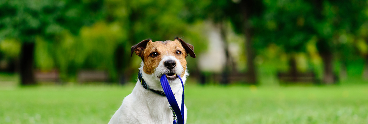 Sad lost dog with leash in mouth as concept of abandon pet needs adoption